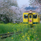 桜と菜の花と黄色い列車♪