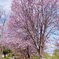 サイクリングロードの桜