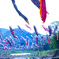 koinobori