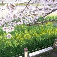志井川桜