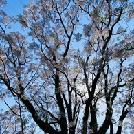 桜栴檀