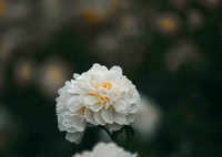 白き薔薇　IMGP3831zz