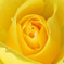 元気印の黄色い花 23-217 ① 