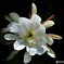 白いサボテンの花が咲きました 23-219  