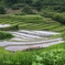 下赤阪の棚田：梅雨入り後の緑