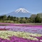 富士芝桜公園