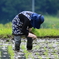 田植え