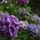 旬の花～紫陽花
