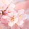 桜の色