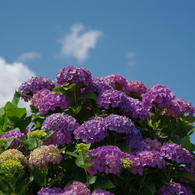 晴天の紫陽花