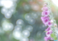 「Digitalis」