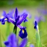 Dutch Iris, Blue Ribbon