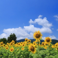 夏の日に