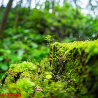 OTHERS(その他)のレンズ TTArtisan 11mm f/2.8 Fisheye [ソニーE用] で