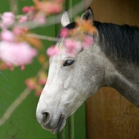 馬事公苑　障害飛翔競技