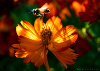 花とミツバチ。。