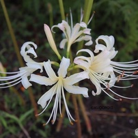 白花曼殊沙華