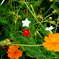 星型の花