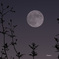 2023.09.29ほぼ満月の中秋の名月