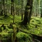 苔の森