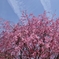 ５月桜