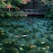 モネの池　秋の予感