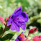 「紫紺野牡丹」　５