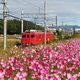 赤い電車と