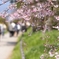 鴨川沿いの桜