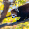 八木山動物園　レッサーパンダ