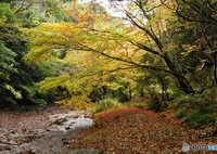 秋の滑川渓谷