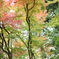 横浜市こども植物園の紅葉