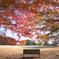 神代植物公園【自由広場：芝生沿いの紅葉】②20231202