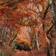 尾関山公園の紅葉～レッドカーペットの二人づれ