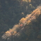 徳山ダム周辺紅葉