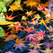 Landscape snap～秋の名残り～