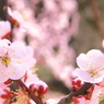 plum-blossom of kuragaike