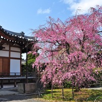 京都・西陣界隈の桜(2011年春)