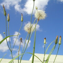 Dandelion against the Blue Sky