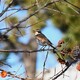 連絡道のツグミ・たくさんの野鳥についにほぼ食べ尽くされた柿の実