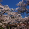 見上げる桜雲橋高遠(2007/4-Ⅲ）