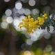 黄色の花－１