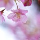 如月の桜～ⅵ