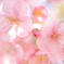 河津桜咲き始めたよ #3