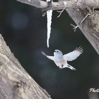 野鳥_Feb2024