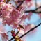 河津桜と蜜蜂
