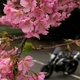 河津桜は満開