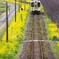 菜の花列車