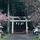 春日の宮と桜