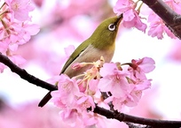 幸せなメジロさん